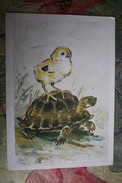 CHILDREN FRIENDS By Gamburger - Old Soviet Postcard - 1974 - Turtle And Chicken - Tartarughe