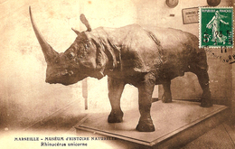 Carte Postale Ancienne CPA  : Marseille - Muséum D'Histoire Naturelle - Rhinocéros Unicorne - Musées
