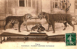 Carte Postale Ancienne CPA  : Marseille - Muséum D'Histoire Naturelle - Tigres - Musées