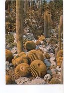 U975 Postcard: Jardin Exotique De Eze Village (cote D'azur, France) _ Not Writed - Cactussen