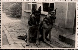 ! Photo, Fotokarte Berlin Mahlsdorf Schäferhunde, Dogs - Hunde