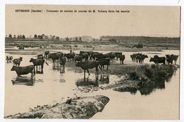 ESTIBEAUX Troupeau De Vaches De Course De M Dubecq Dans Les Marais - Other Municipalities