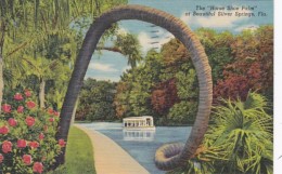 Florida Silver Springs The Horse Shoe Palm 1953 Curteich - Silver Springs