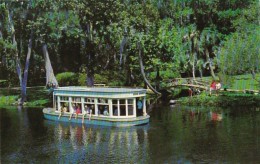 Florida Silver Springs Feeding Fish From Glass Bottom Boat - Silver Springs