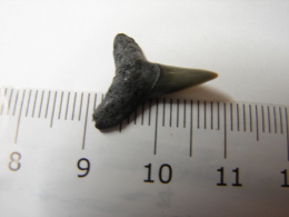 Fossile. 9. Dent De Requin Fossilisée. - Fossiles