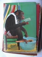 Monkey Is Washing - Dressed Animals