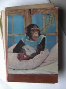 Monkey In Bed - Dressed Animals