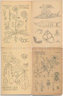 ** 13 Db Régi Természetrajzi Levelezőlapok Dr. Méhestől / 13 Pre-1945 Hungarian Natural History Motive Cards - Non Classificati