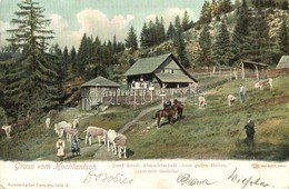 T2/T3 Hochlantsch, Almwirtschaft Zum Guten Hirten / Josef Kreil's Farm And Guest House In The Alps, Cows, Horses. Kunstv - Sin Clasificación