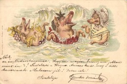 T2/T3 1899 Pig Ladies Bathing. Louis Glaser Litho (EK) - Sin Clasificación