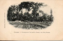Guinée. Conakry. Camayenne. Le Jardin D'essai, Vue Des Plantes - Französisch-Guinea