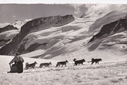 JUNGFRAUBAHN SCHLITTENFARTH MIT POLARHUNDEN AUF JUNGFRAUJOCH VG   AUTENTICA 100% - Arth