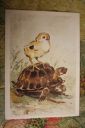 CHILDREN FRIENDS By Gamburger - Old Soviet Postcard - 1974 - Turtle And Chicken - Tartarughe