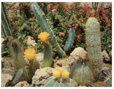 (M+S 315) Sanary Bandol Cactus Garden - Cactus