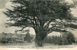 ARBRE(MONTIGNY LENCOUP) CEDRE - Bäume
