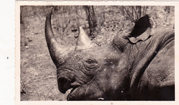 CPSM CAMEROUN Animal Sauvage Rhinocéros D' Afrique Nashorn Rinoceronte Hocopor - Rhinoceros