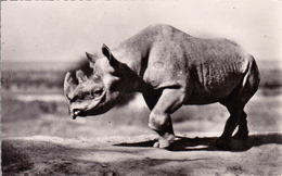 CPSM Animal Sauvage Rhinocéros Noir D' Afrique Nashorn Rinoceronte Hocopor - Neushoorn