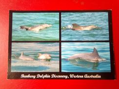 Bunburty Dolphin Discovery - Bunbury