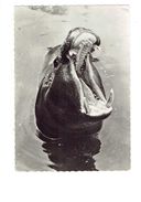 Cpsm - Hippopotame - PUBLICITE Médicament TRANSFUSINE - N° 18 - Hippopotamuses