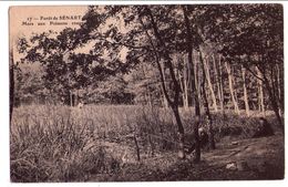 0028 - Montgeron - Forêt De Sénart - La Mare Aux Poissons Rouges - N° 17 - Montgeron