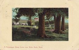 A Picturesque Sheep Scene Near Walla Walla, Wash. - Sonstige & Ohne Zuordnung