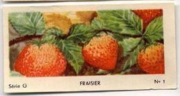 Delcampe - Jacques - Ca 1960 - Fruit - G1 - Fraisier, Aardbei, Strawberry - Jacques