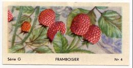 Delcampe - Jacques - Ca 1960 - Fruit - G4 - Framboisier, Framboos, Raspberry - Jacques