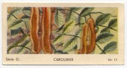 Jacques - Ca 1960 - Fruit - G11 - Caroubier, Johannesbroodboom, Carob - Jacques