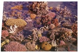 (204) Australia - QLD - Great Barrier Reef Coral - Great Barrier Reef