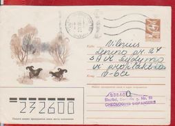 MOUNTAIN ROOSTER BIRD BIRDS  FAUNA RUSSIA POSTAL STATIONERY - Cuckoos & Turacos