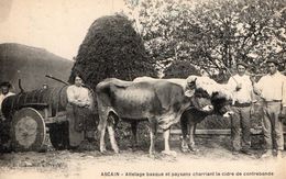 /64/  ASCAIN ATTELAGE CIDRE CONTREBANDE VACHES - Ascain