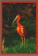 CPM 01 - Villars Les Dombes - Parc Ornithologique - Ibis Rouge - Villars-les-Dombes