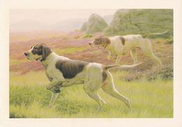 English Pointer - Pointers At Hunting - Dog - Chien - Cane - Hund - Hond - Perro - Cani