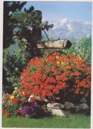 SUISSE,SWITZERLAND,SWISS,HELVETIA,SCHWEIZ ,VALAIS,FLEURS,PUIT,BOIS - Sonstige & Ohne Zuordnung