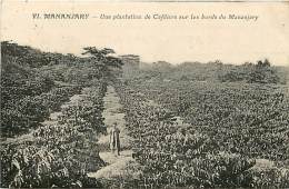 MADAGASCAR MANANJARY UNE PLANTATION DE CAFEIERS SUR LES BORDS DU MANANJARY - Madagascar
