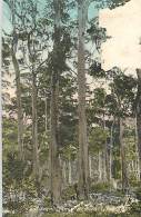 AUSTRALIE GIANT KARRI TREES WESTERN - Autres & Non Classés