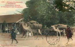 SENEGAL(TYPE) ARACHIDE - Sénégal