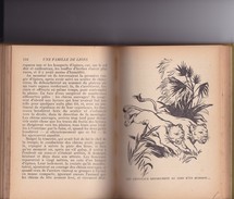 UNE FAMILLE DE LIONS - A A PIENAAR 1954 Hachette  - Illustration H.DIMPRE - Taduit Anglais J. BENAIS - Hachette