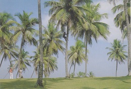 SALVADOR - JARDIN DE ALAH - PALMIER - COCOTIERS - Salvador De Bahia