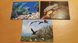Lot De  3 Cartes Postales Neuves Années 70 Poissons Et Oiseaux De Tahiti Très Bon état Dos Partagé - Französisch-Polynesien