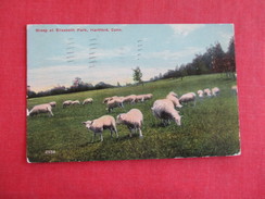 Sheep At Elizabeth Park  Connecticut > Hartford  === Ref 2783 - Hartford