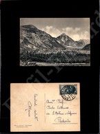 12224 Cartoline - Paesaggistiche - Friuli Venezia Giulia - Villa Santina (UD) - Panorama E Pineta - 31.7.1952 FG - Other & Unclassified