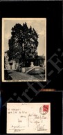 12242 Cartoline - Paesaggistiche - Lombardia - Somma Lombardo (VA) - Cipresso Bimillenario - 31.7.1934 FG - Other & Unclassified