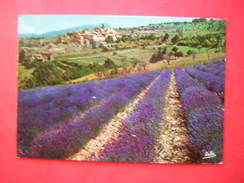 CPM CULTURE DE LA LAVANDE EN PROVENCE     VOYAGEE - Plantes Médicinales