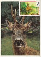 Pologne Carte Maximum 1973 Yvert  2095 - Chevreuil - Thème Animaux Gibier Chasse - Cartes Maximum