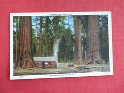 - California > Yosemite Mariposa Grove Of Big Trees Ref 2787 - Yosemite