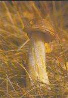 68445- MUSHROOM - Pilze