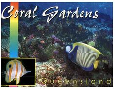 (6666) Australia - QLD - Coral Gardens - Great Barrier Reef