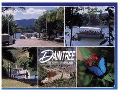 (6666) Australia - QLD - Daintree Rainforest - Far North Queensland