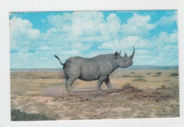 RHINOCEROS D'AFRIQUE - Rhinoceros